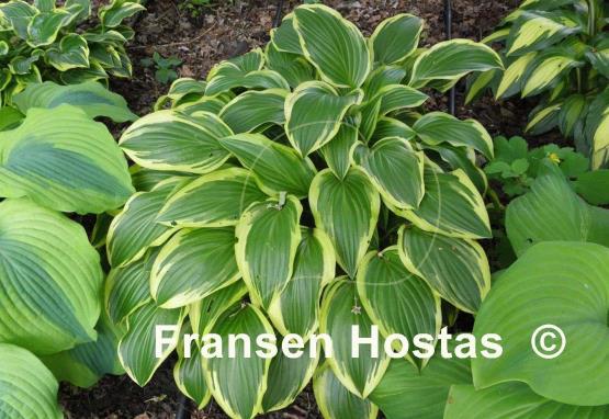 Hosta Neat Splash Rim